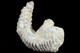 Cretaceous Fossil Oyster (Rastellum) - Madagascar #69653-1